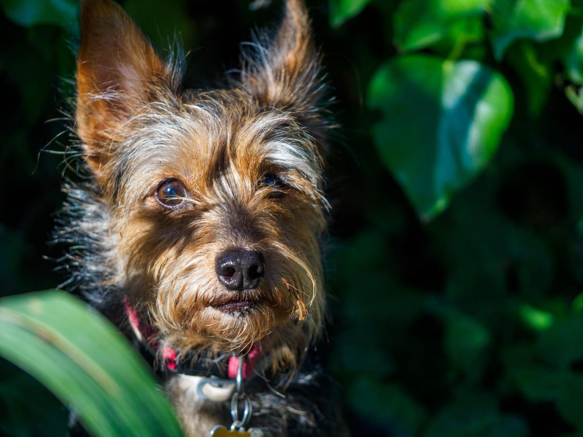 Australian Terrier