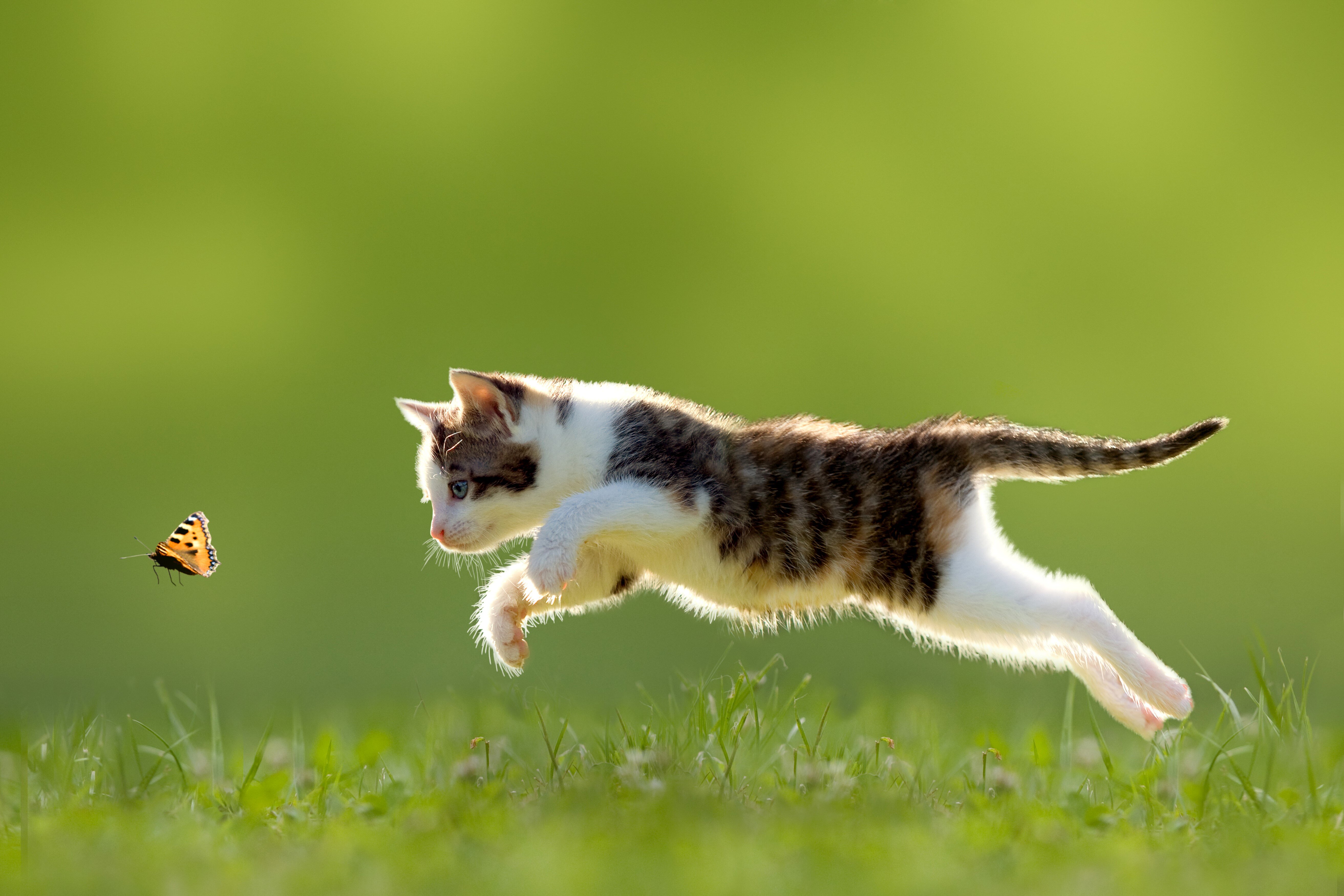 kelebek peşinde çimlerde koşan yavru tekir kedi