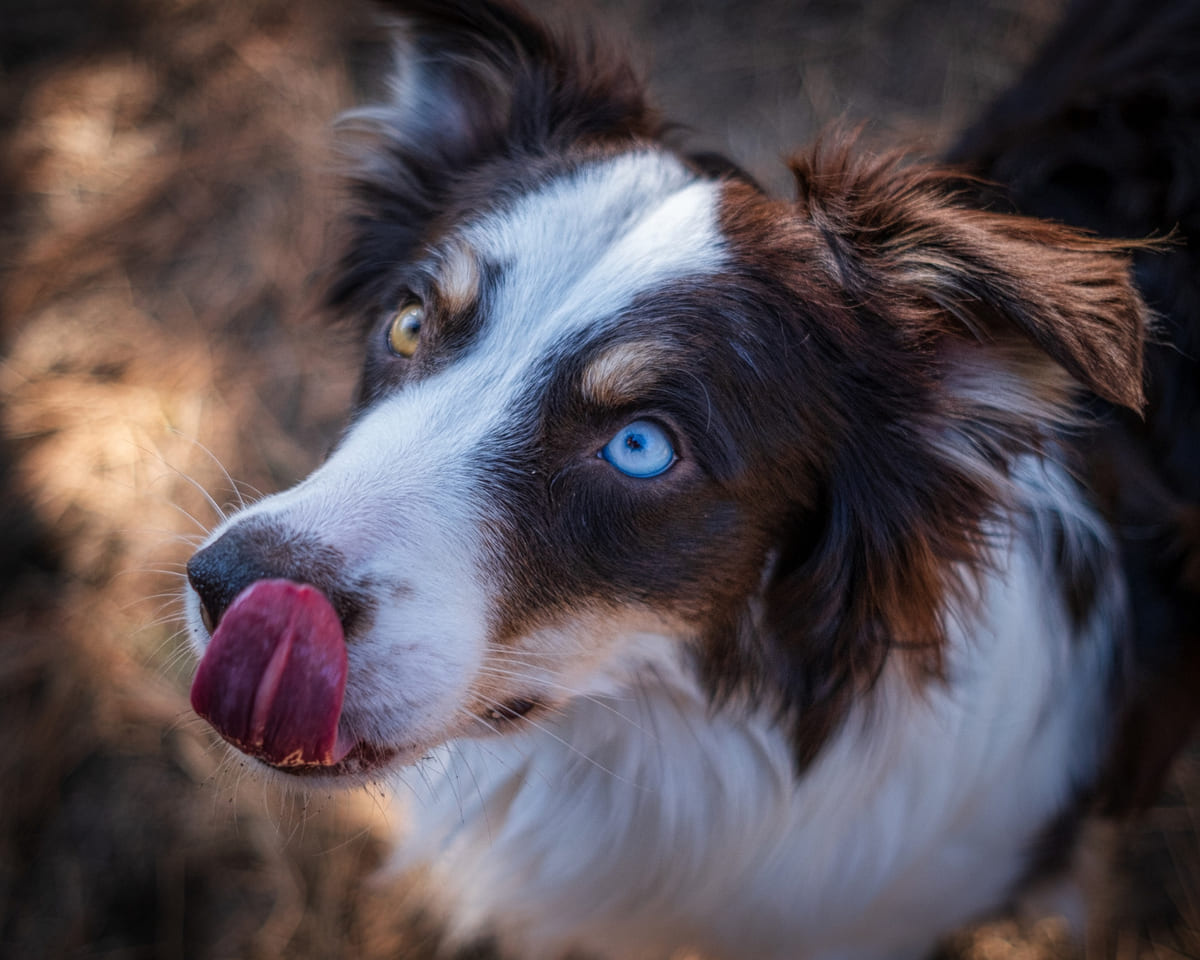 Avustralya Çoban Köpeği ırkına mensup köpek