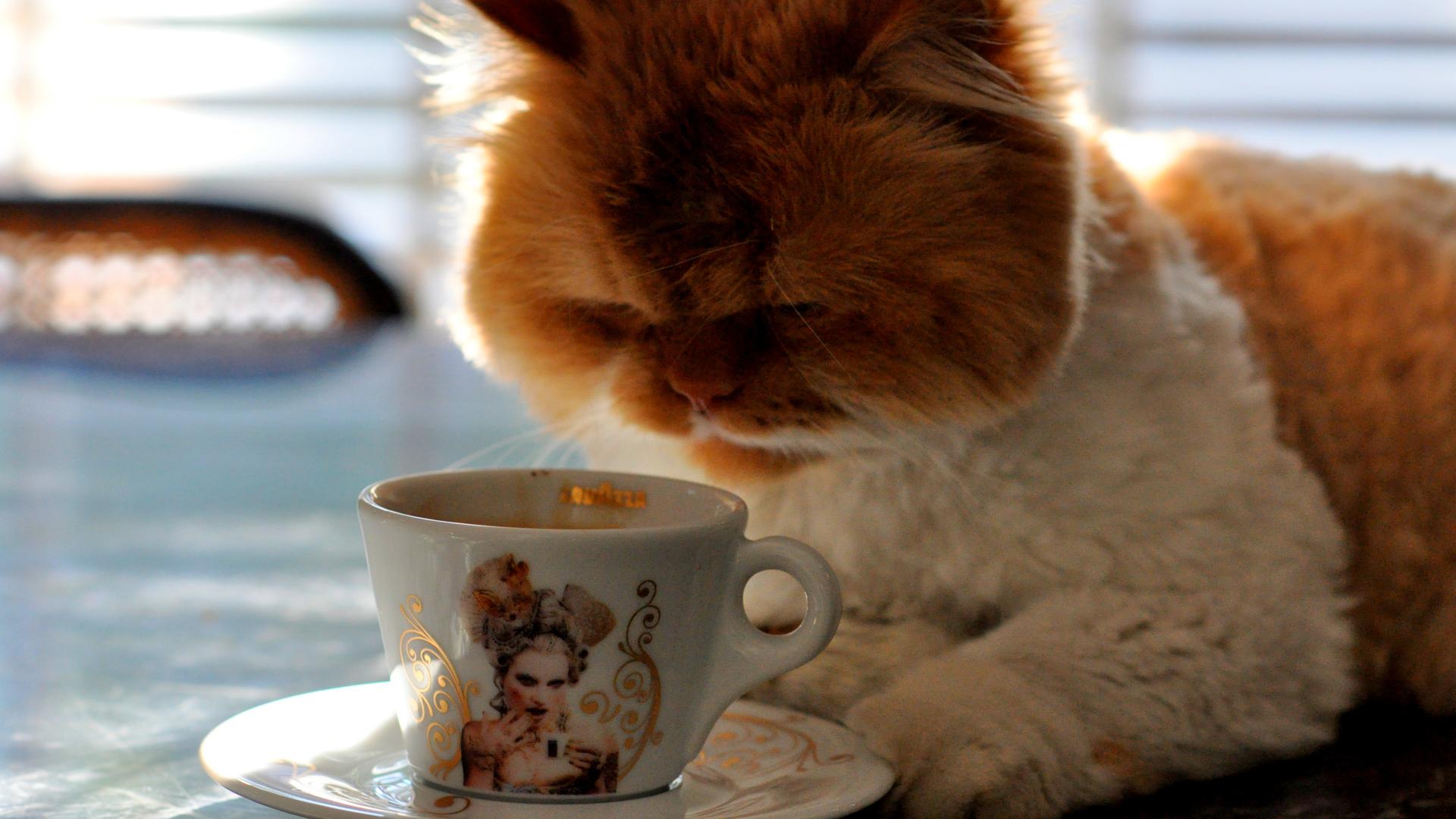 bardağın içine bakan sarman kedi
