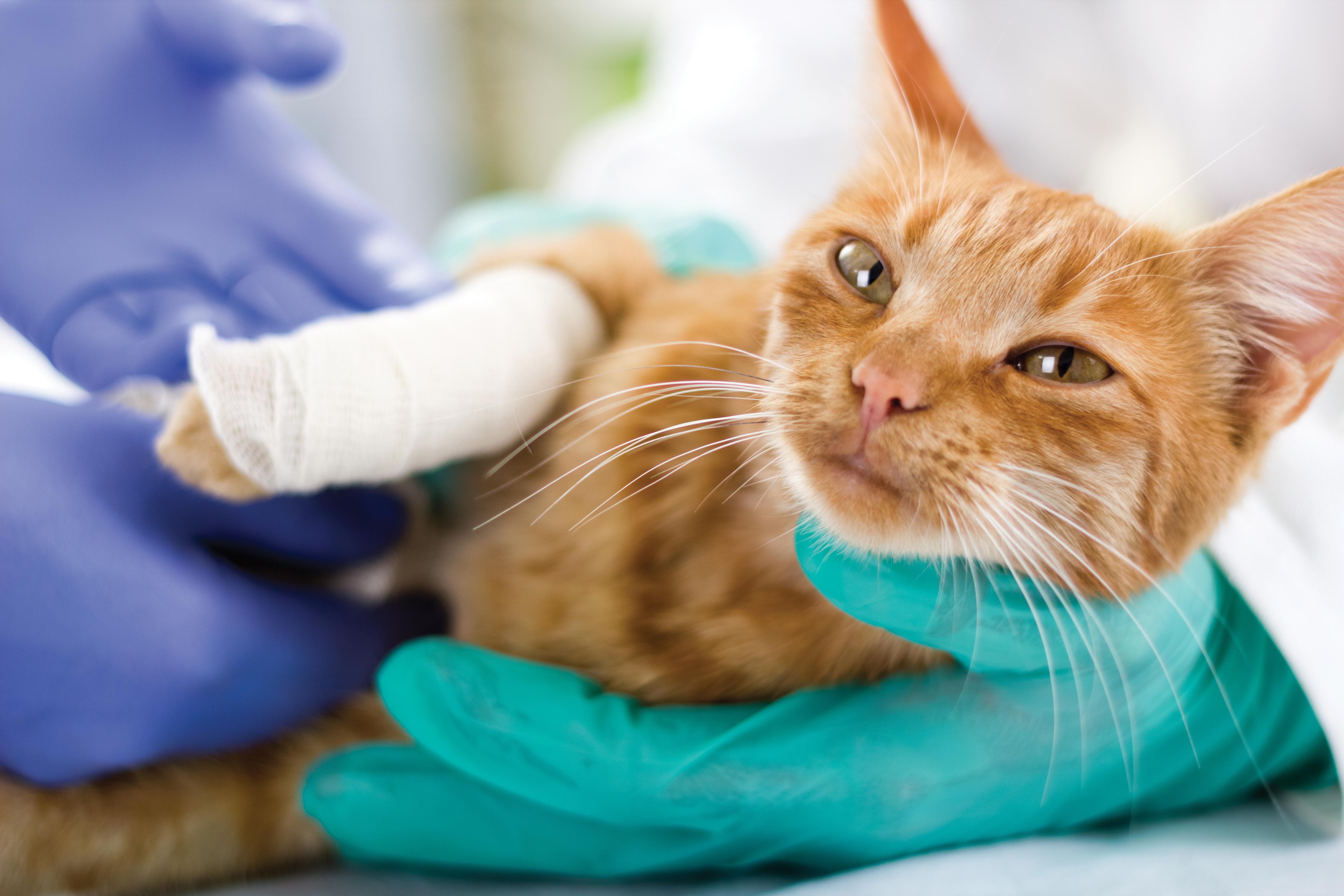 veteriner hekim tarafından muayene edilen ayağı bandajlı kedi
