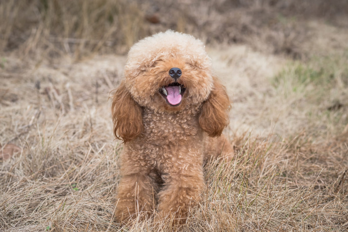 açık alanda oturan ağzı açık dişleri görünen poodle