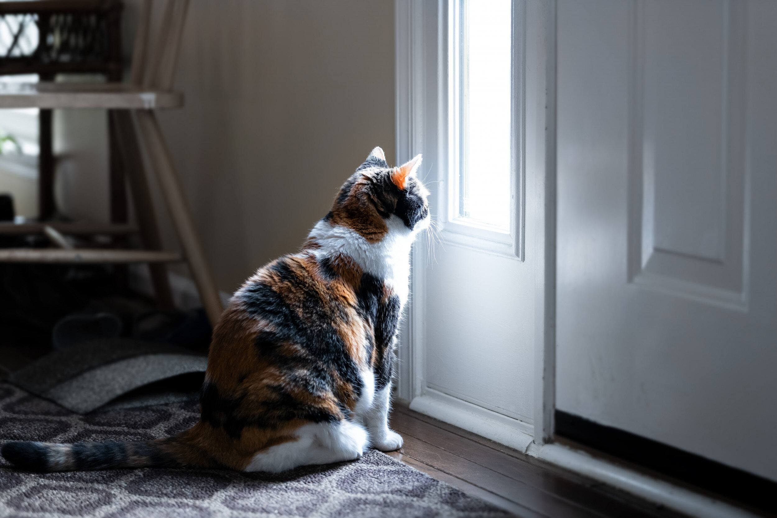 kedi kapısından dışarıya bakan kedi