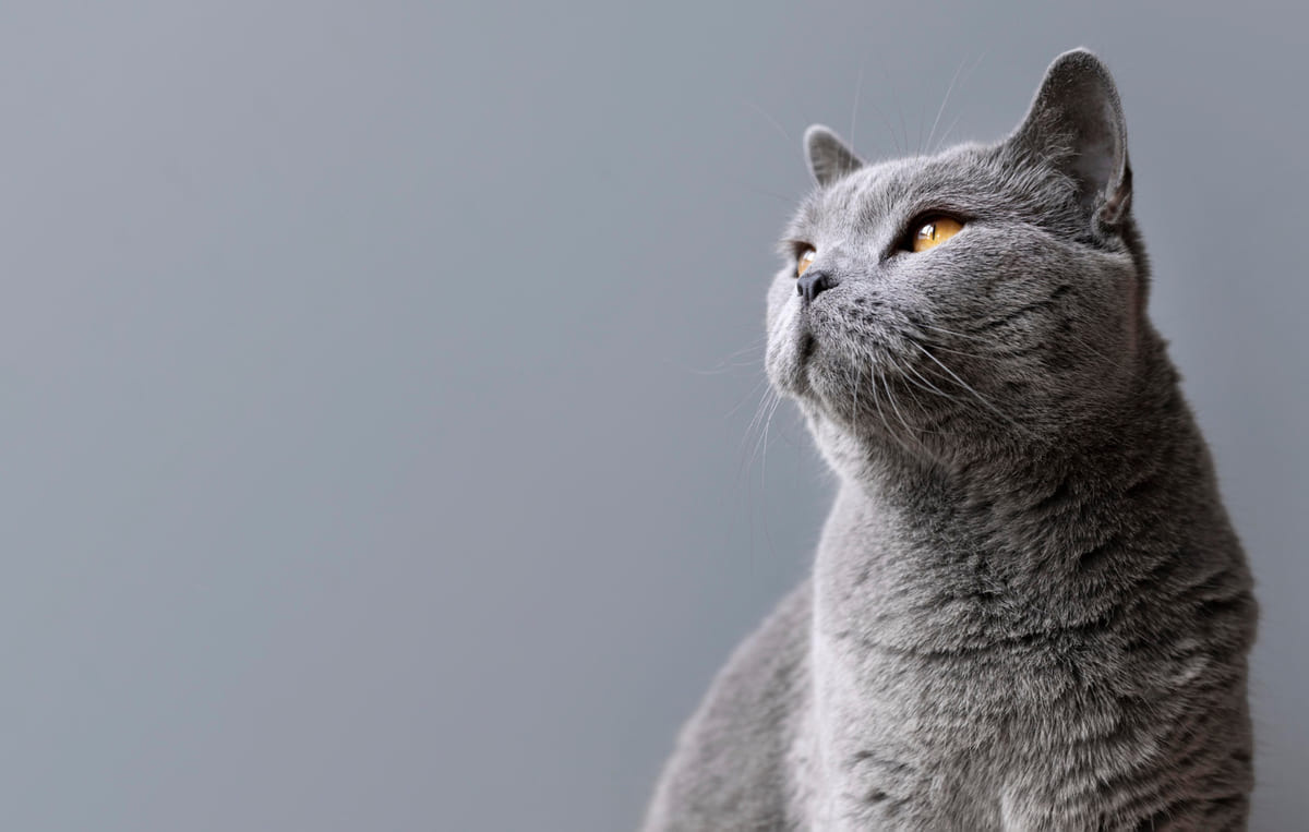 uzaklara bakan british shorthair kedisi