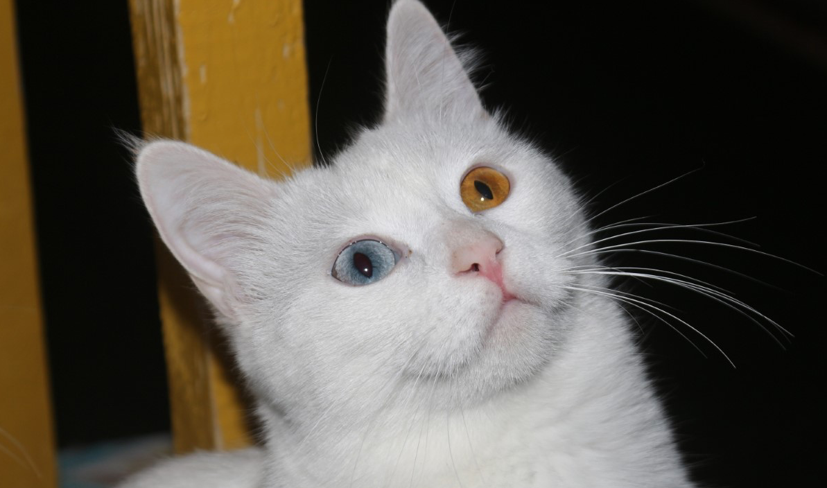 gözleri farklı renkte olan Van kedisi