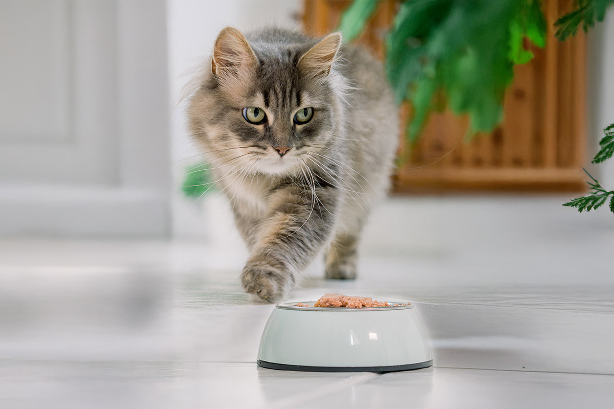 mama kabına yaklaşan uzun tüylü tekir