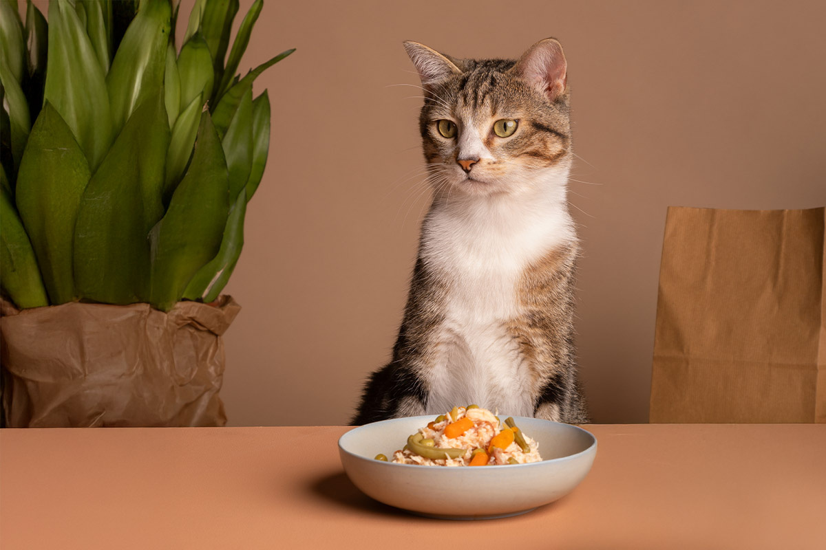 mama kabı ve farklı bir yere bakan kedi