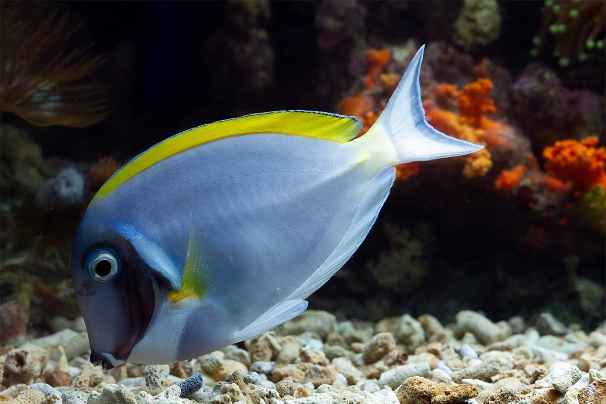 akvaryum zemininden yemek yiyen mavi, sarı şeritli balık