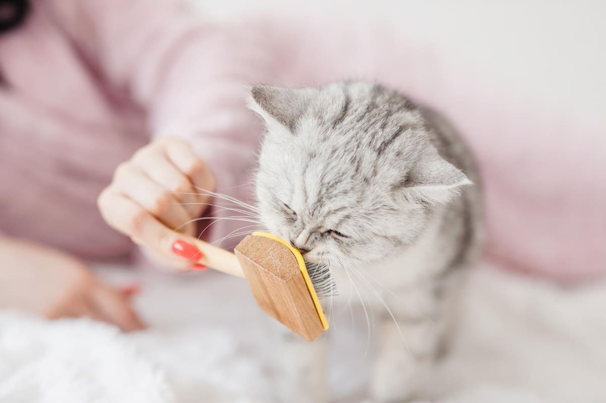 tarağını koklayan gri kedi