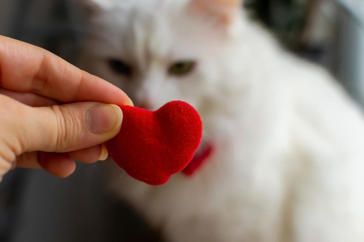 fonda beyaz kedi, önünde küçük pelüş kırmızı kalp