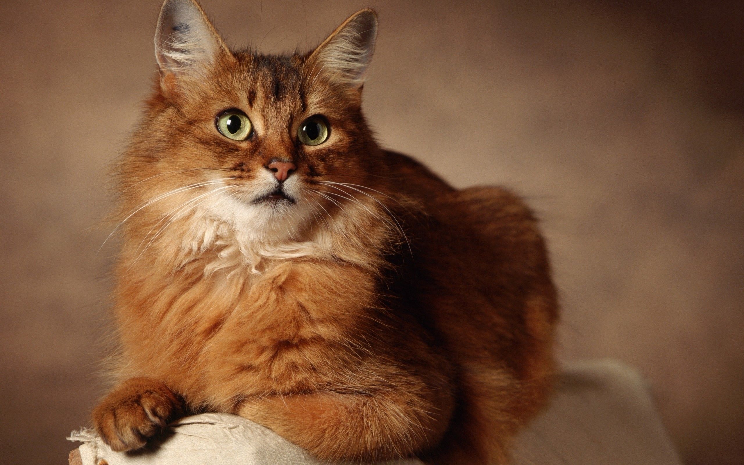 karamel rengi güzel tüylere sahip kedi