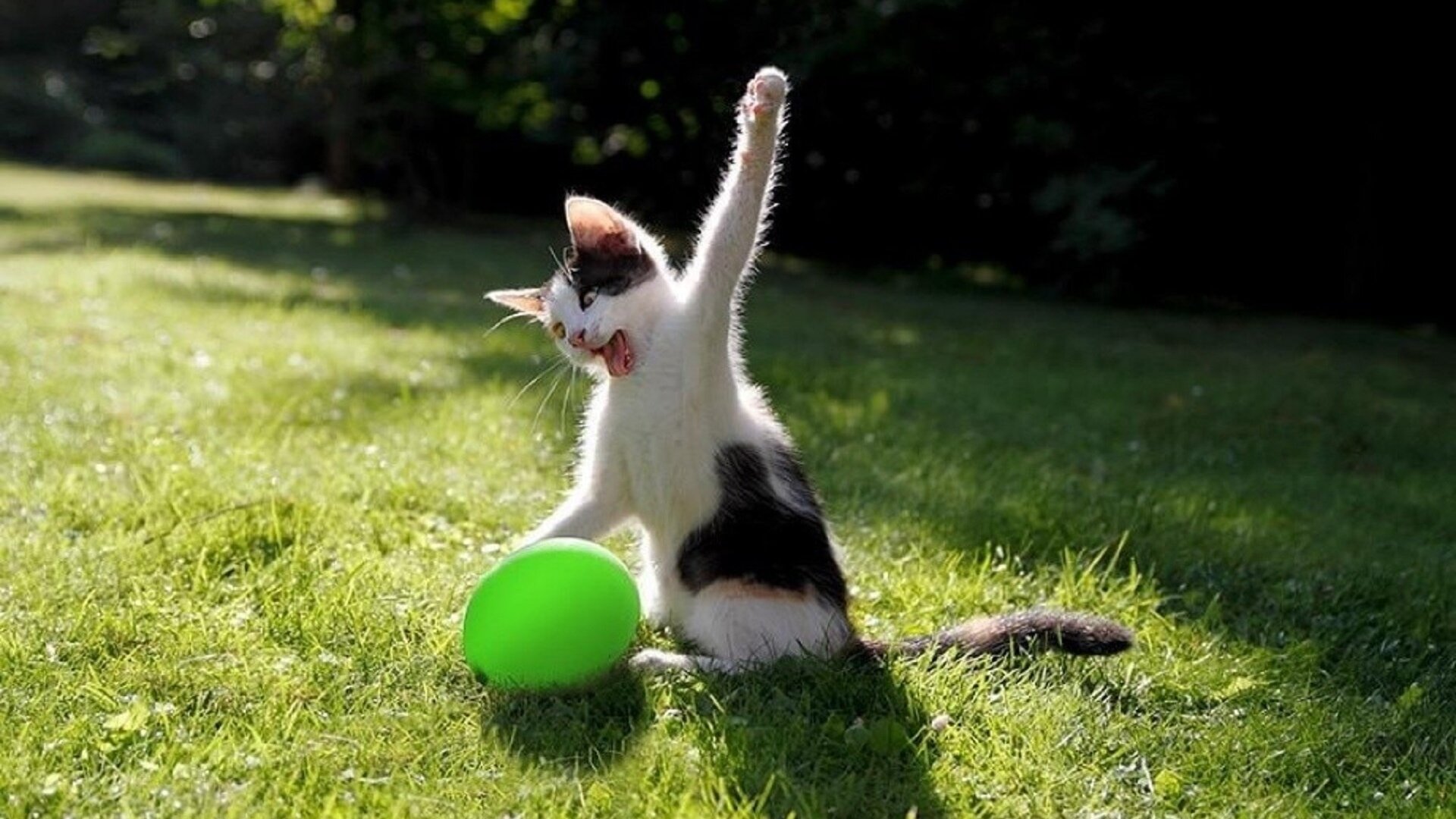 balonla oynayan kedi