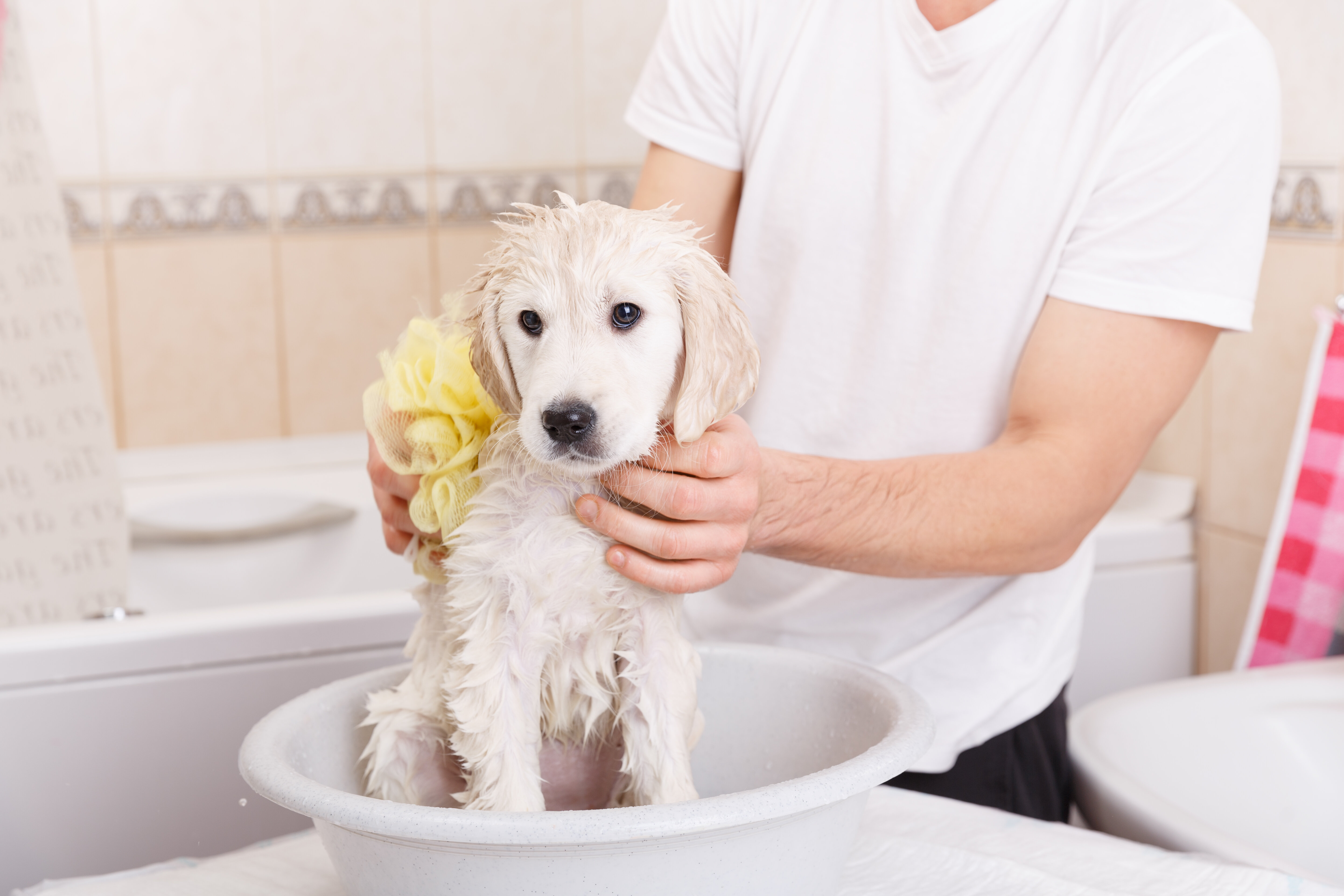 banyo yaptırılan köpek