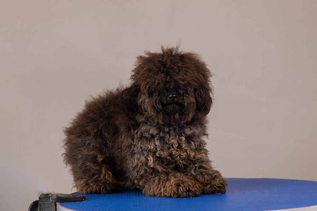 barbet