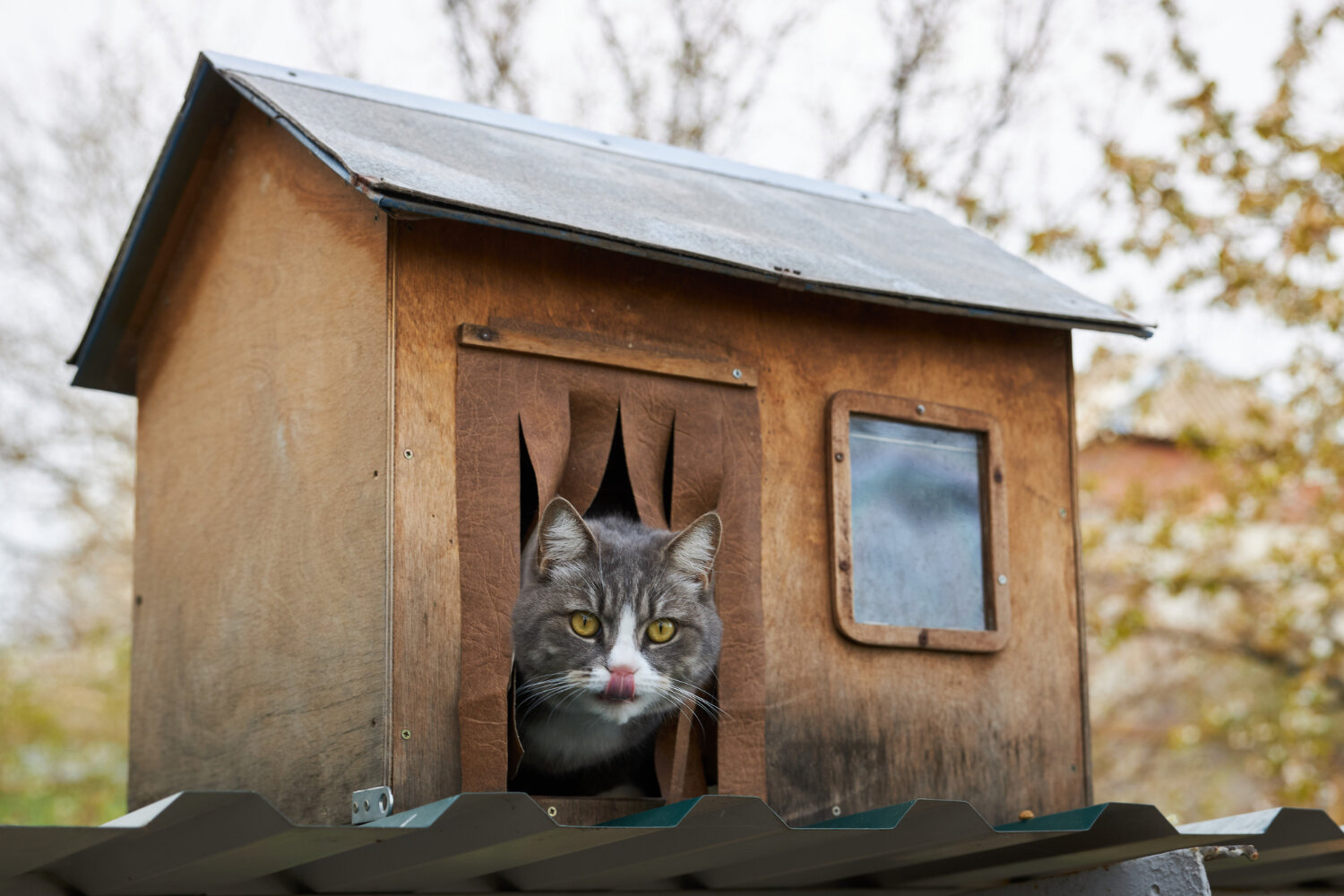 kedi evinde oturan kedi