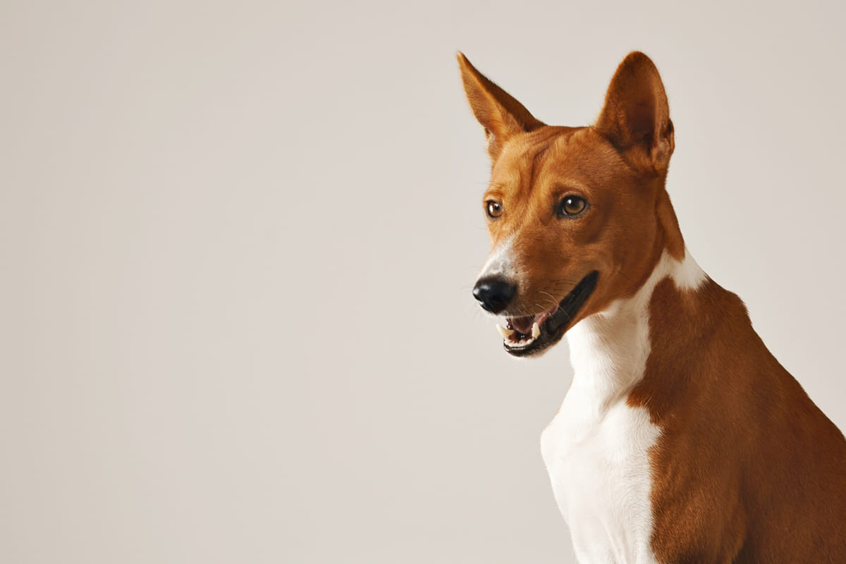 basenji ırkına mensup köpek