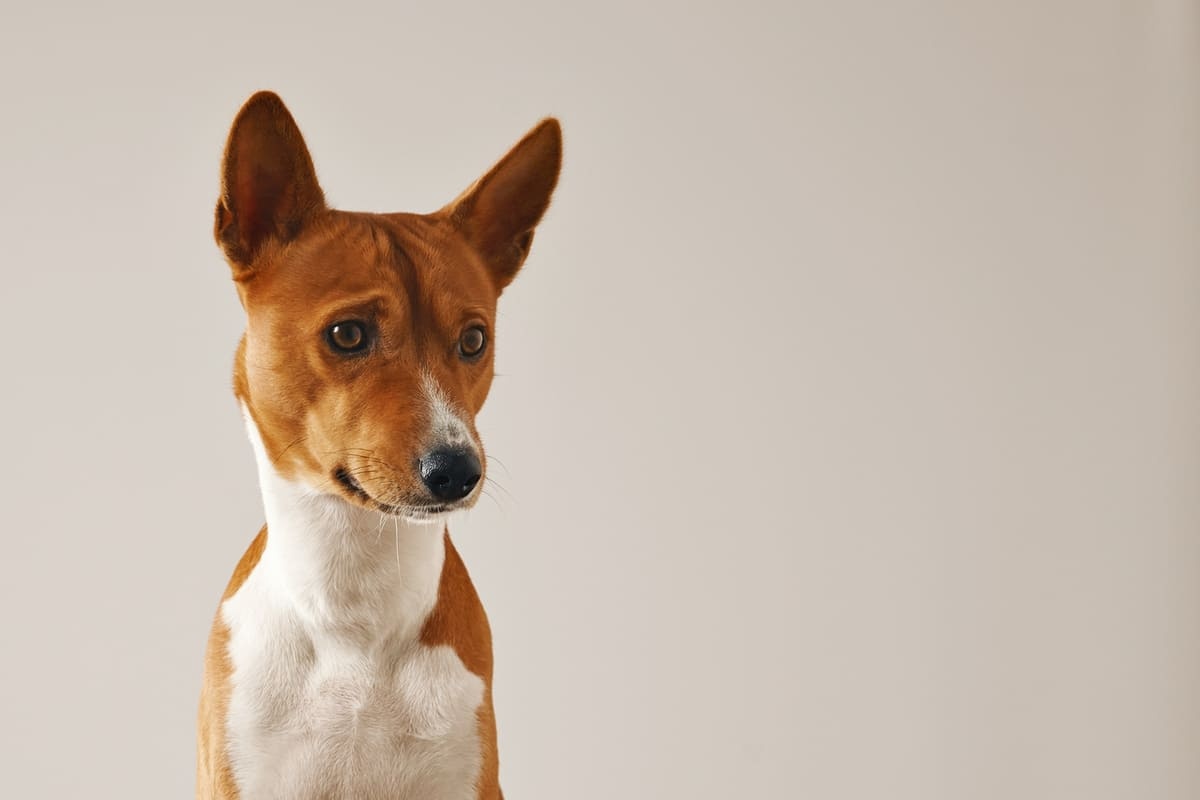 kulakları öne yönlenmiş Basenji köpeği