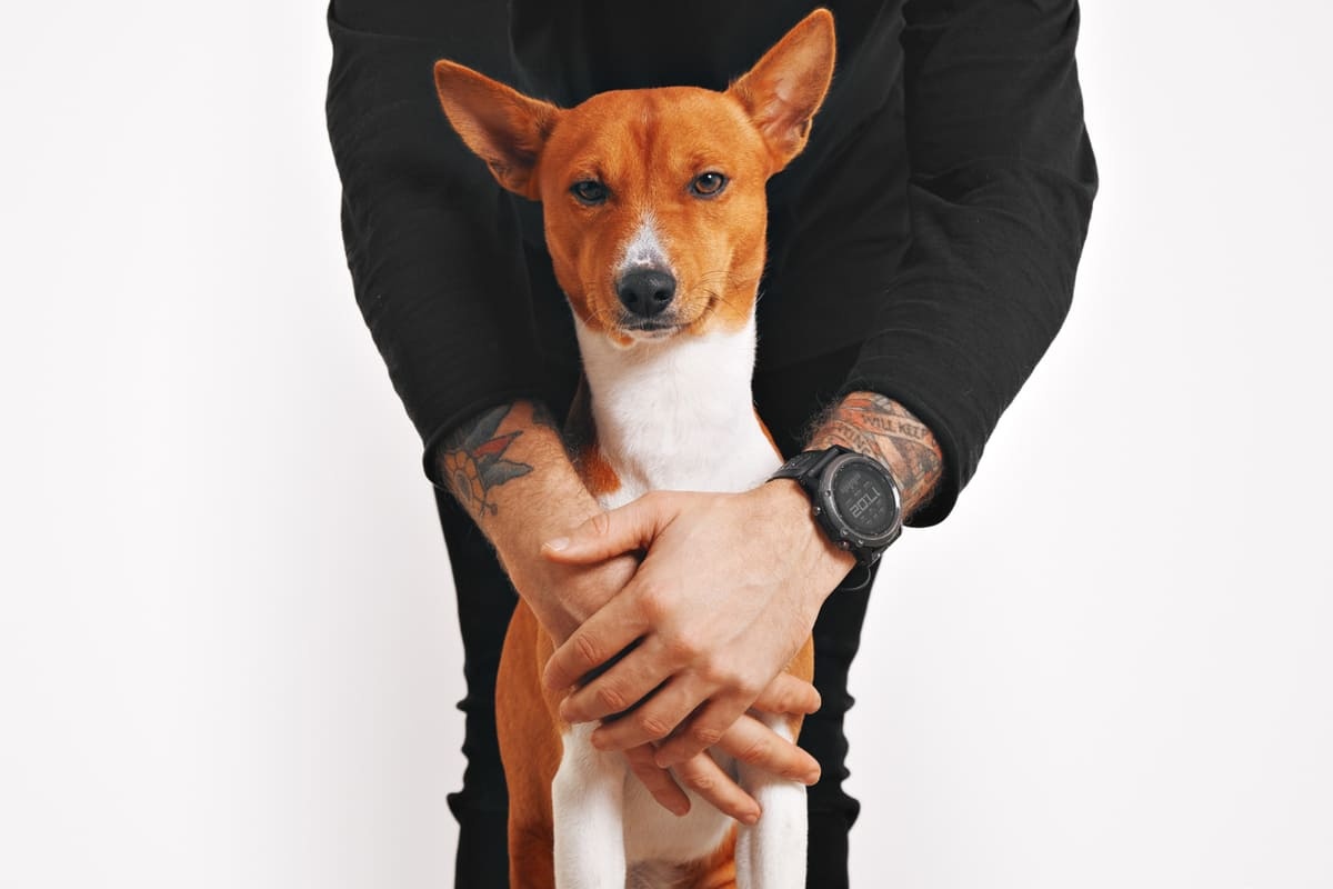 dövmeli adamın sarıldığı Basenji köpeği