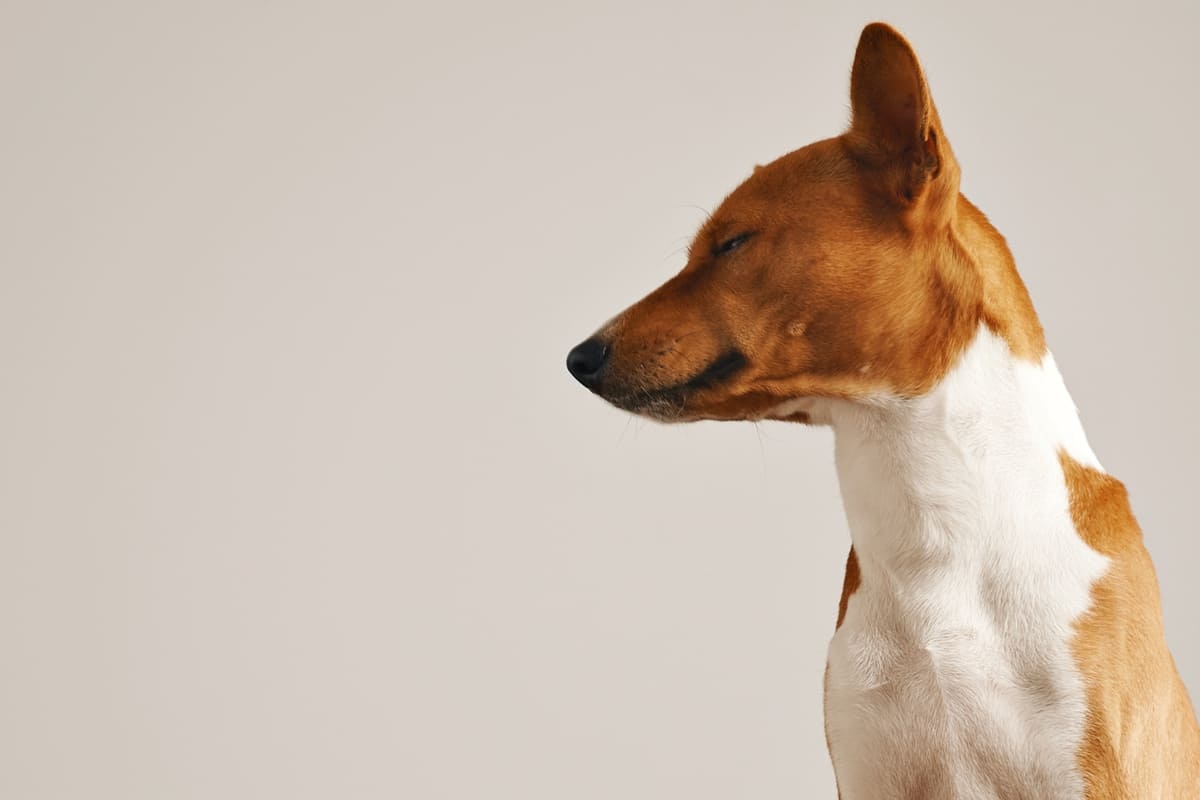 kafasını eğmiş Basenji köpeği