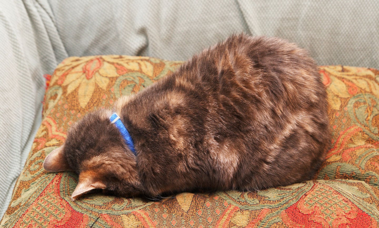 başını koltuğa dayamış uyuyan kedi