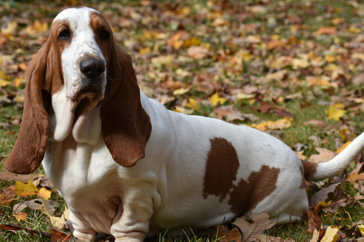 basset hound ırkı köpek