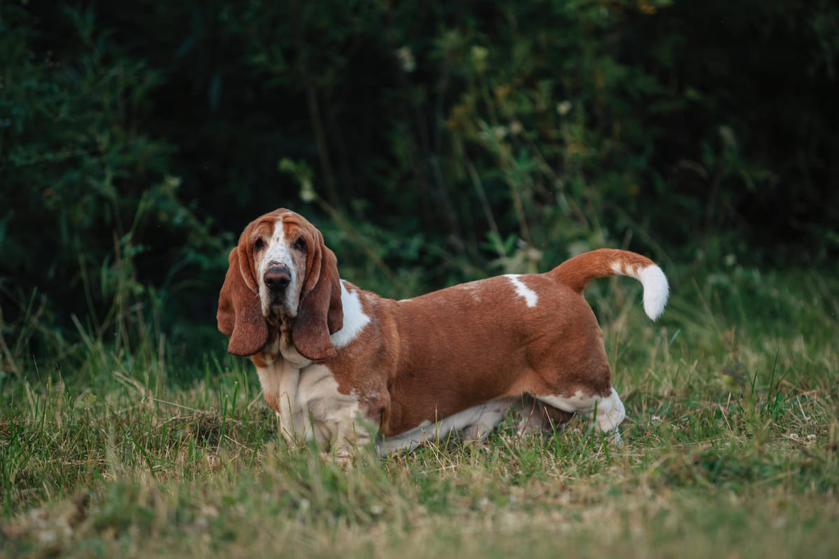 basset pound ırkına mensup köpek