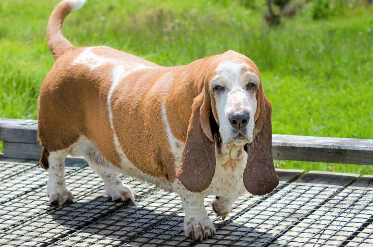 basset hound