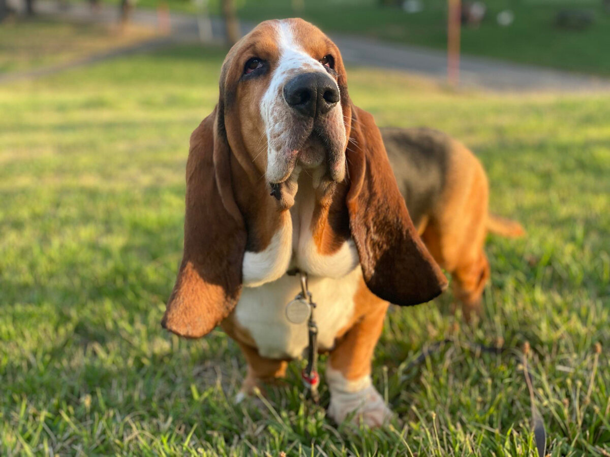 çimlerin üzerinde duran Basset pound