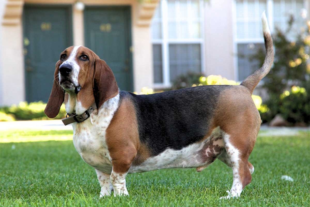 evin bahçesinde duran uzun gövdeli kısa bacaklı köpek