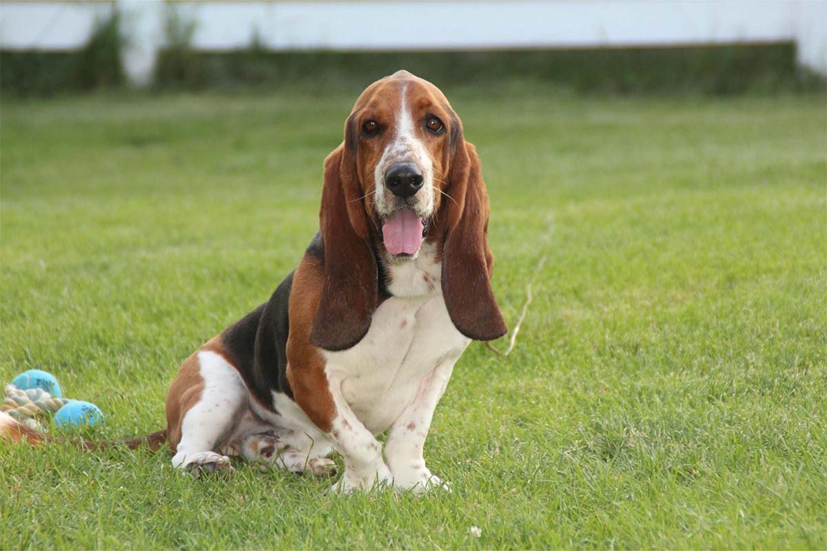 arkasında oyuncak duran Basset Hound köpeğinin ağzı açık
