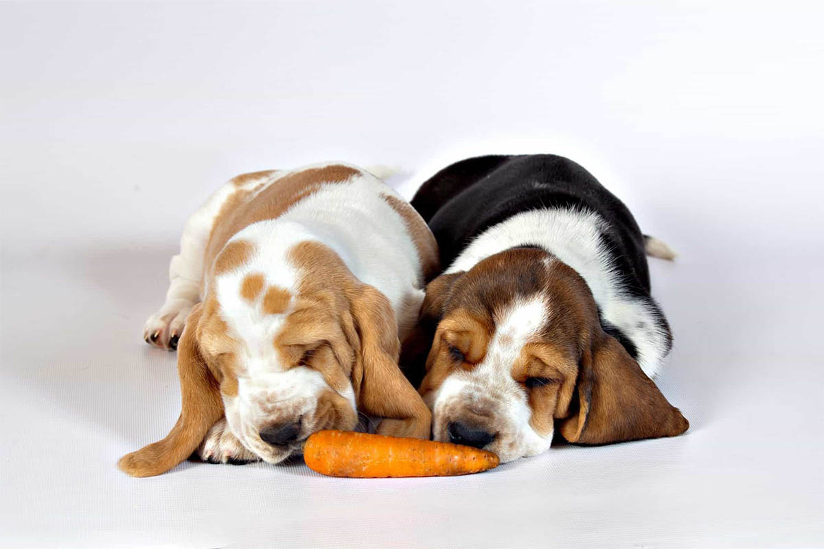 havuç koklayan iki Basset hound yavrusu