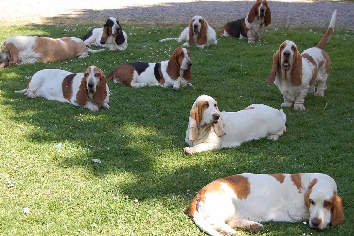8 uzun kulaklı köpek çimlerde yatıyor
