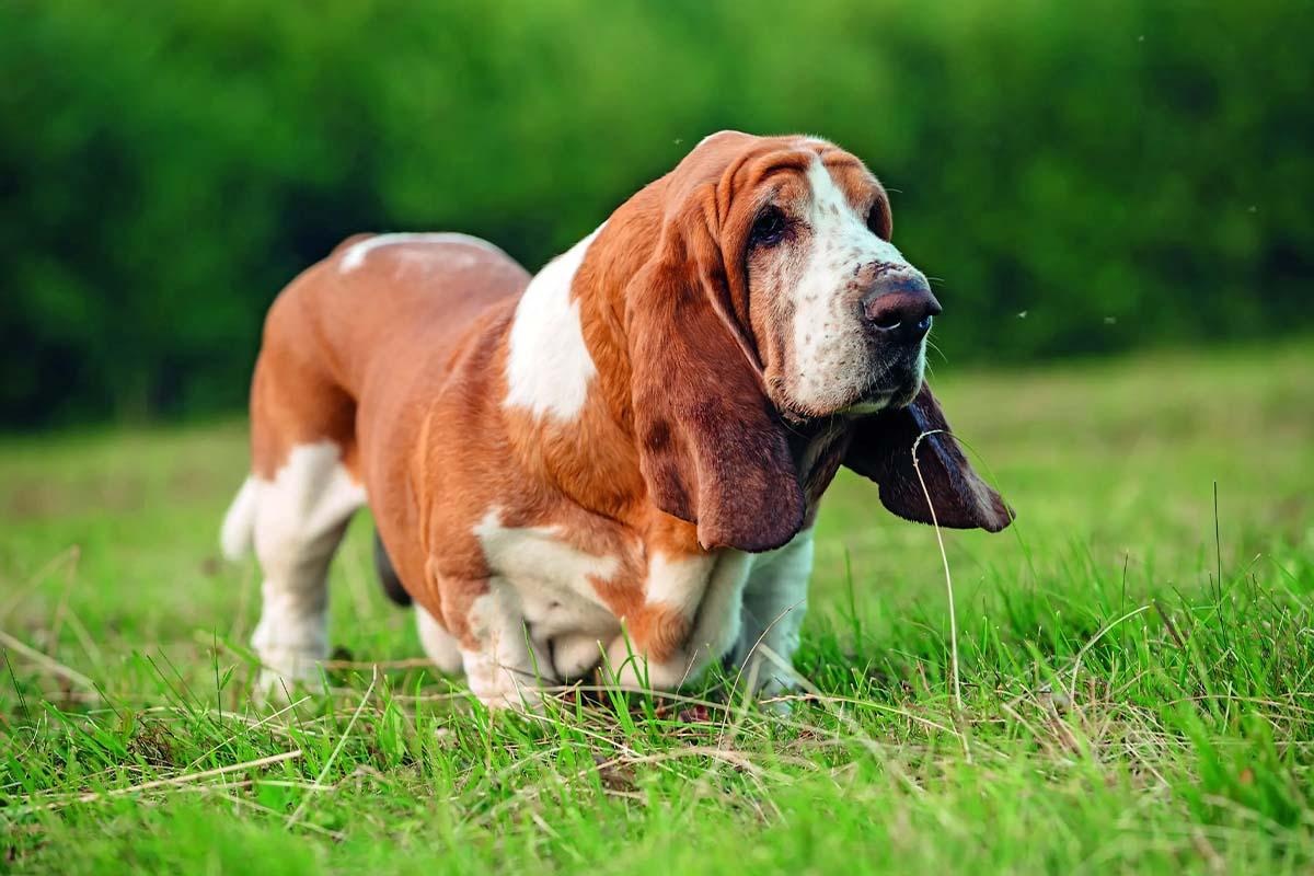 çimlerde yürüyen uzun kulaklı sarkık derili köpek