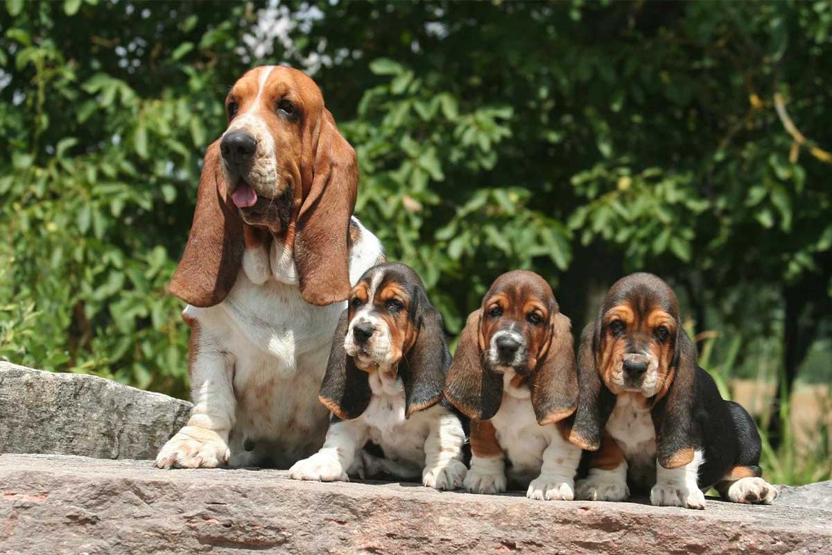 uzun kulaklı köpek ve yavruları zeminde oturuyor