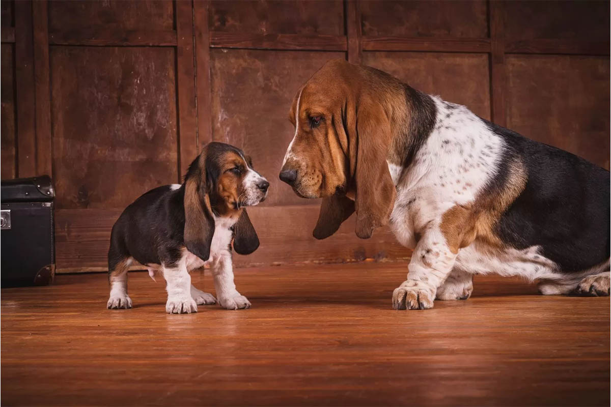 büyük ve yavru uzun kulaklı köpekler