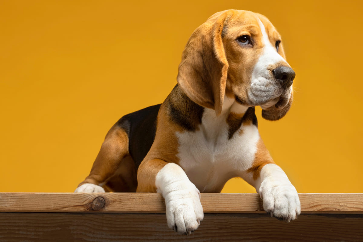 sarı fonda duran beagle köpek