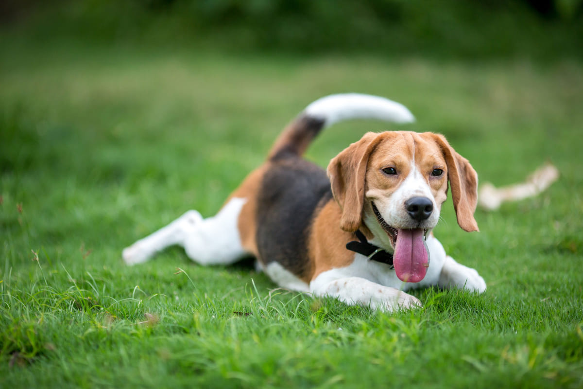 Beagle ırkına mensup köpek