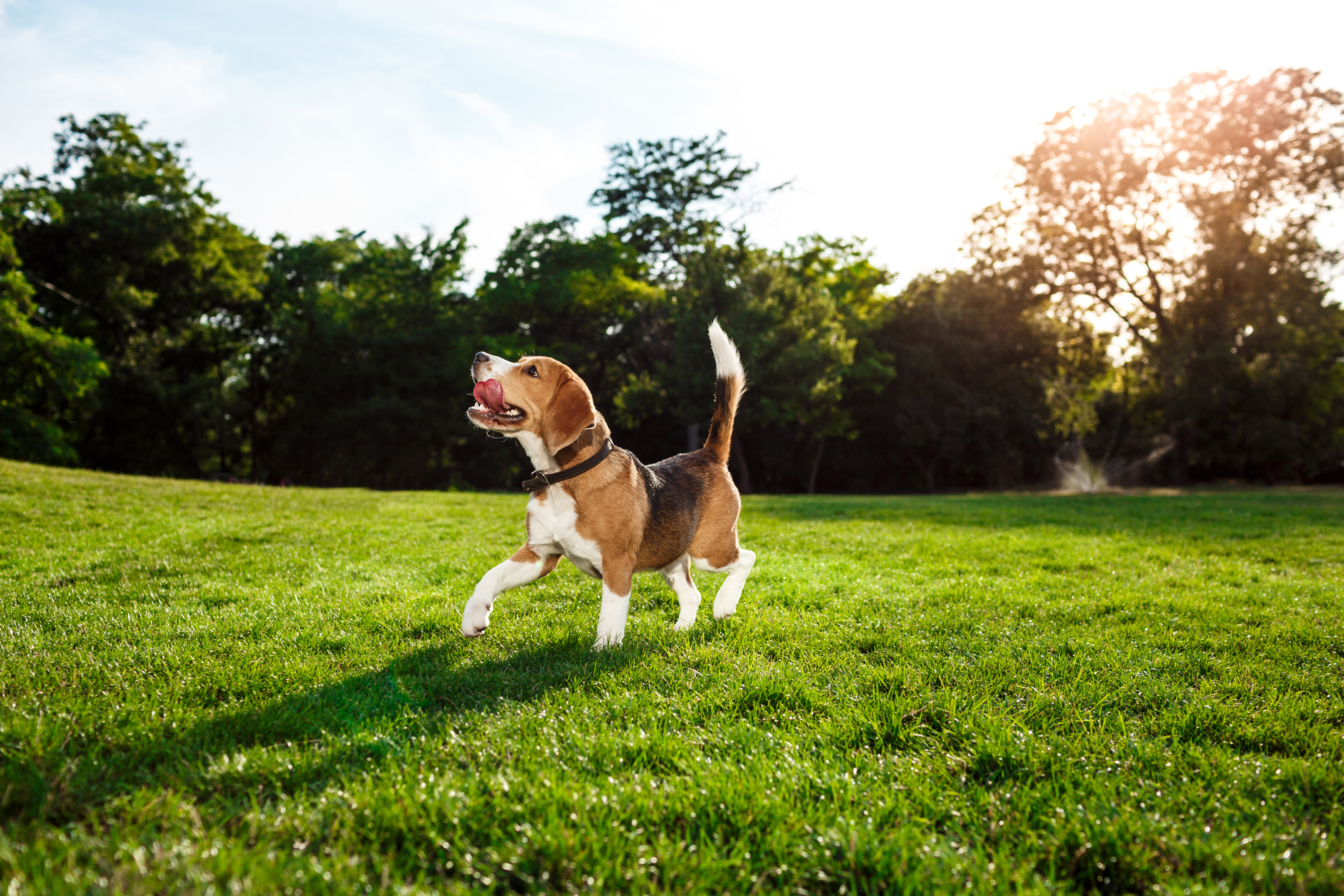 Pets article. Выгул собак. Бигль выгул.