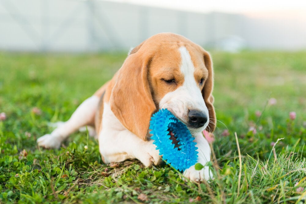 çiğneme oyuncağıyla oynayan Beagle