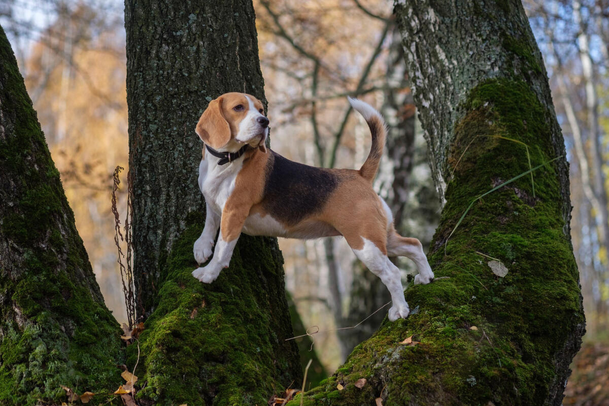 beagle