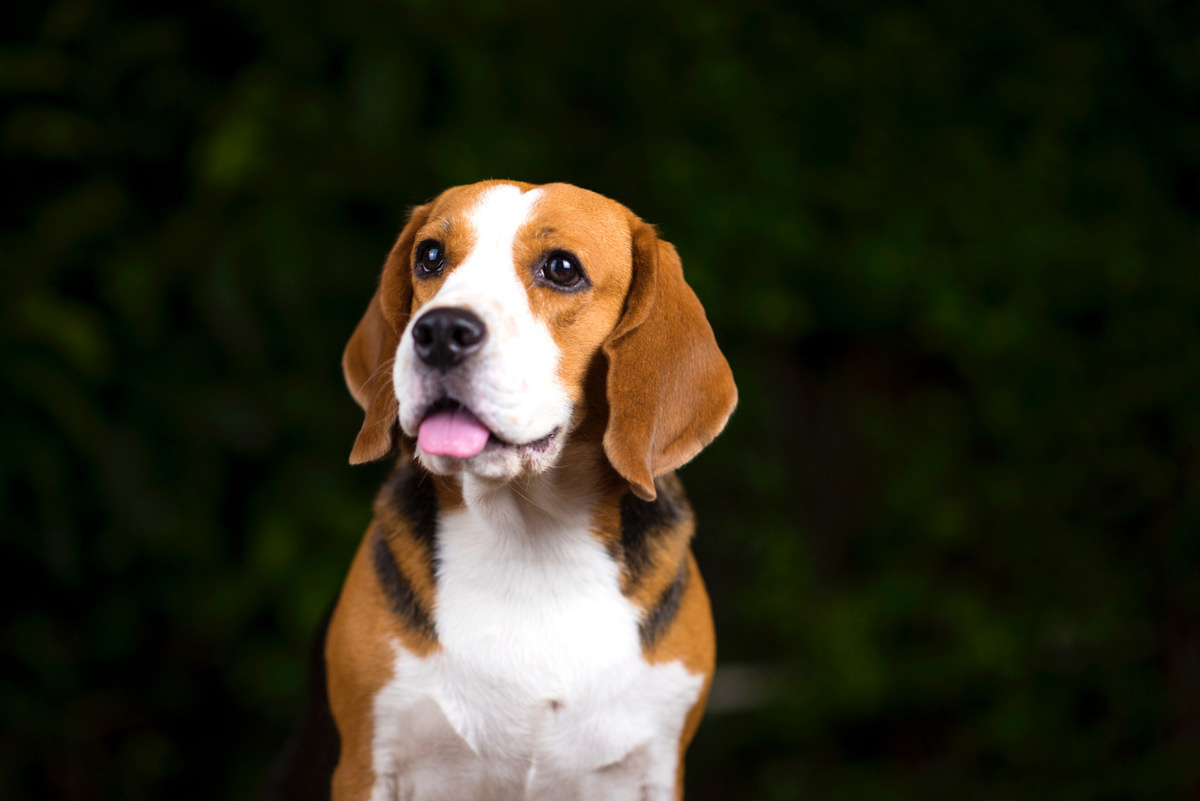 dili dışarda duran Beagle