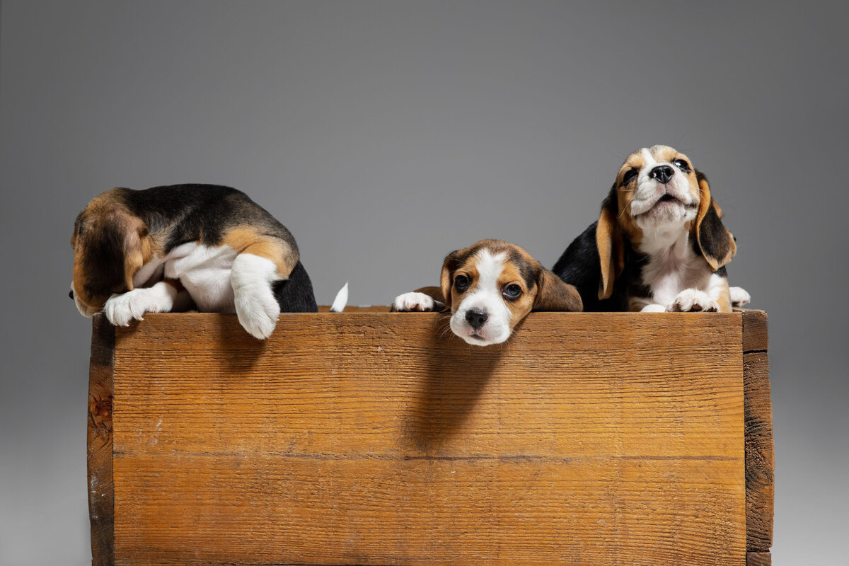 ahşap bir platform üzerinde duran Beagle yavruları