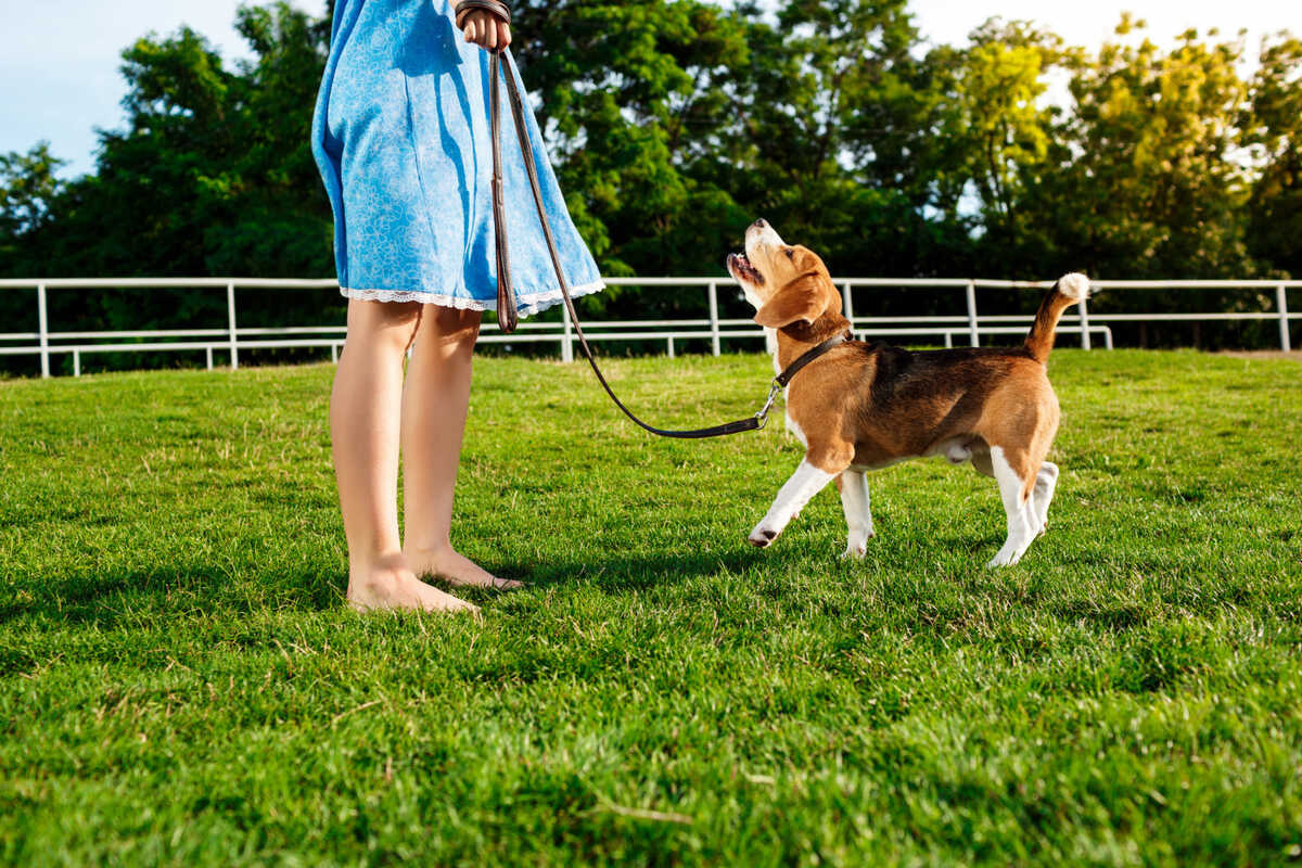 çimlerde sahibi ile antrenman yapan köpek