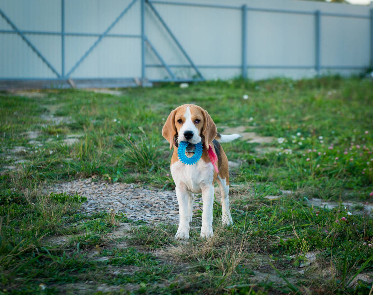 ağzında oyuncak tutan Beagle