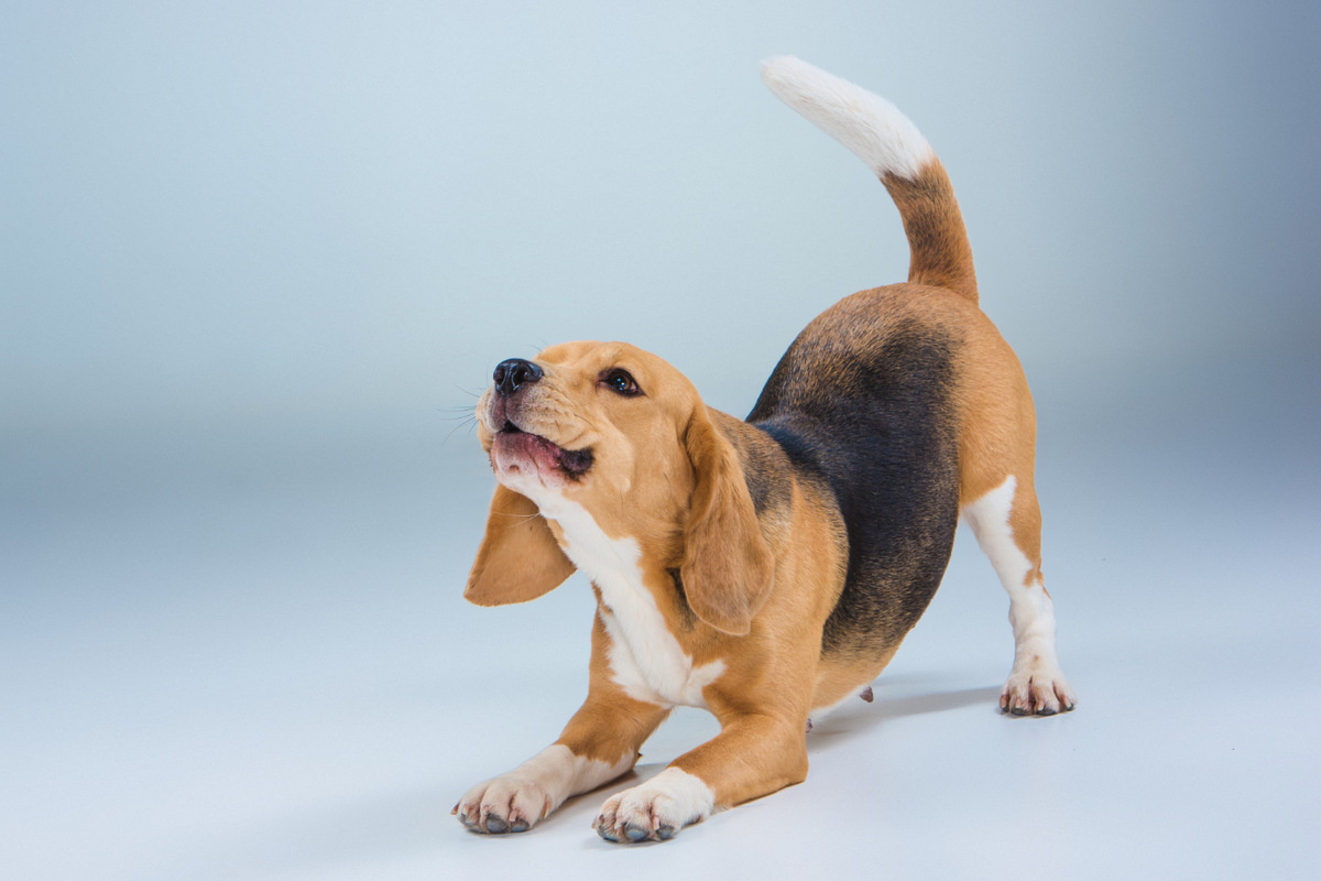 gerinen beagle köpeği