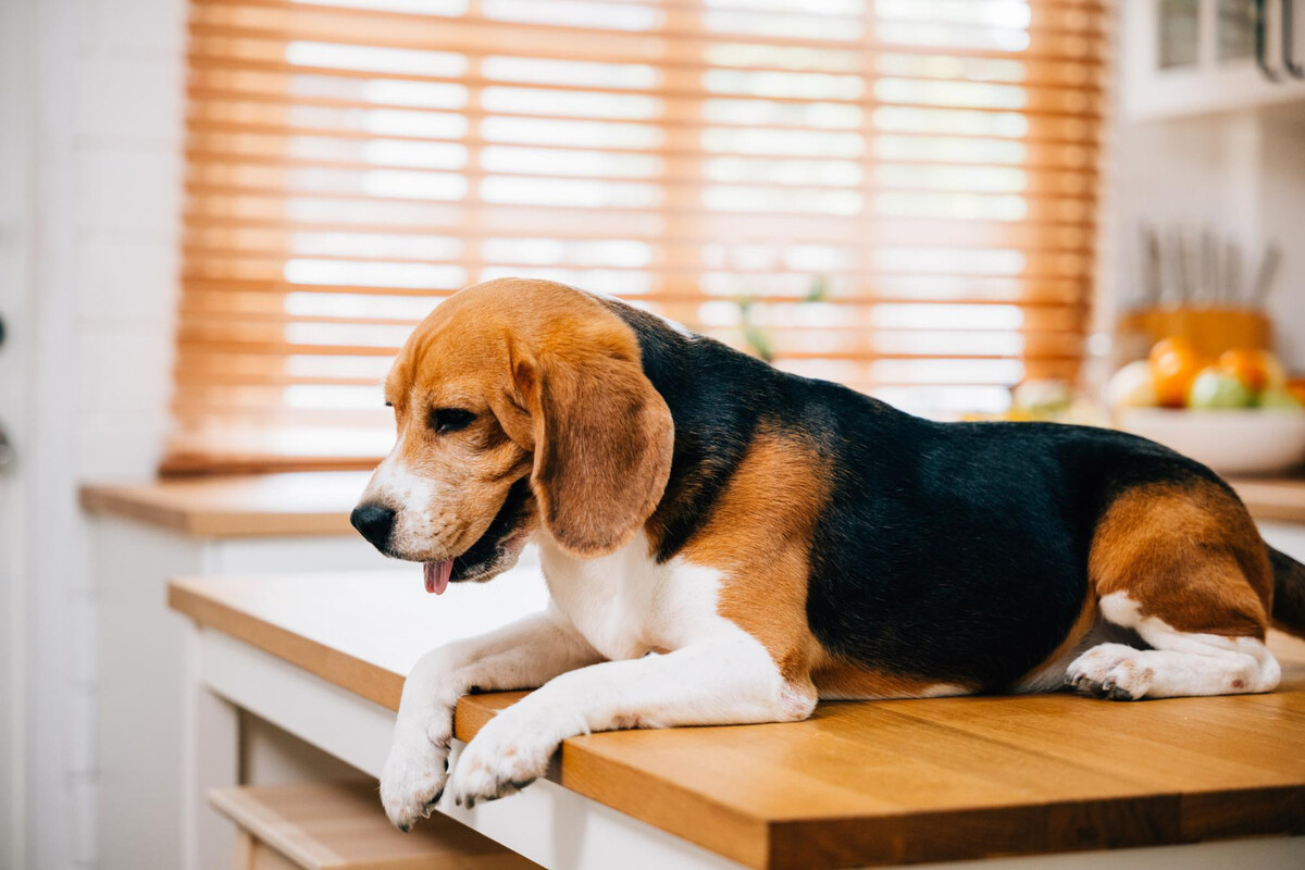 tezgahta oturup yere doğru bakan Beagle