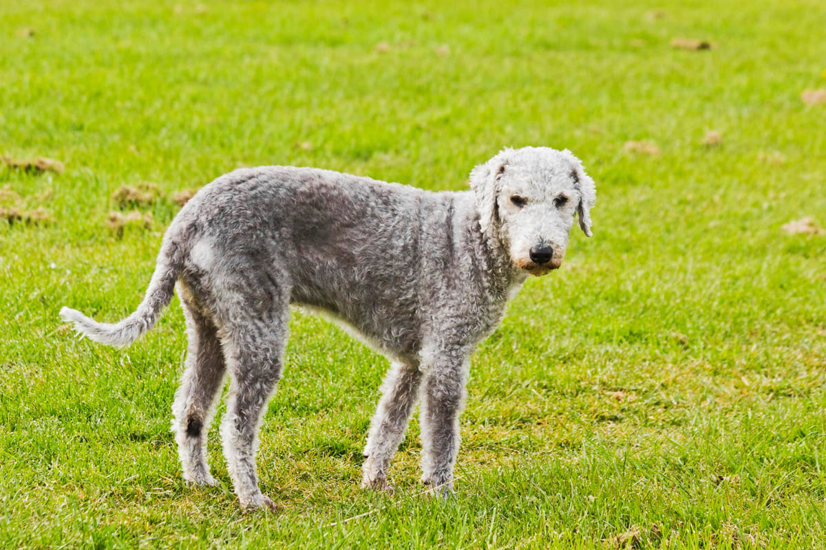 çimlerin üzerinde duran köpek