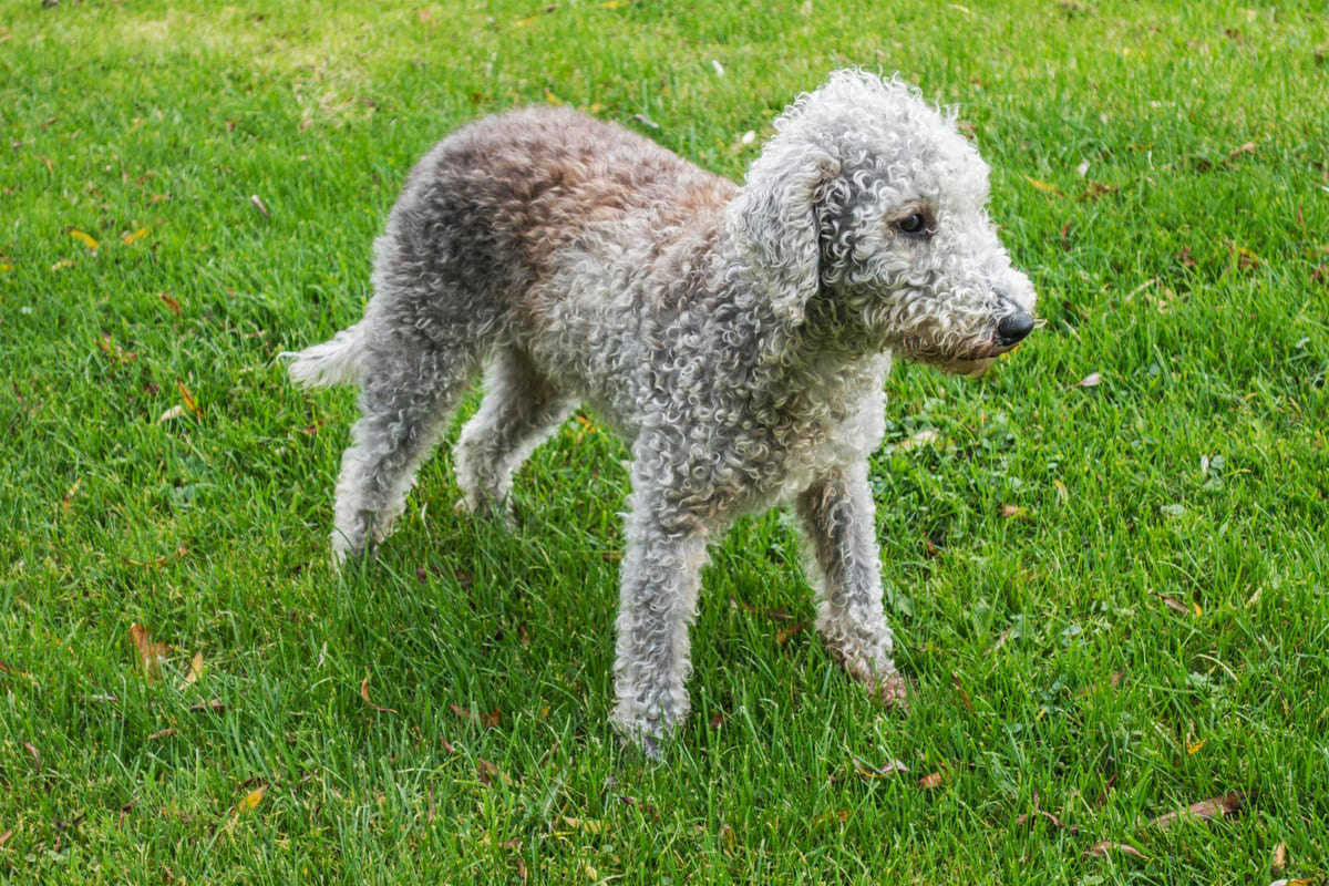 Bedlington Terrier