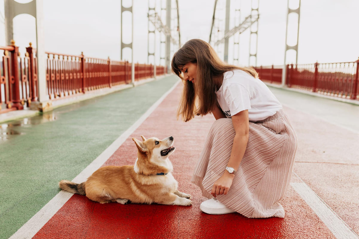 sahibinden bekle komutu alan köpek