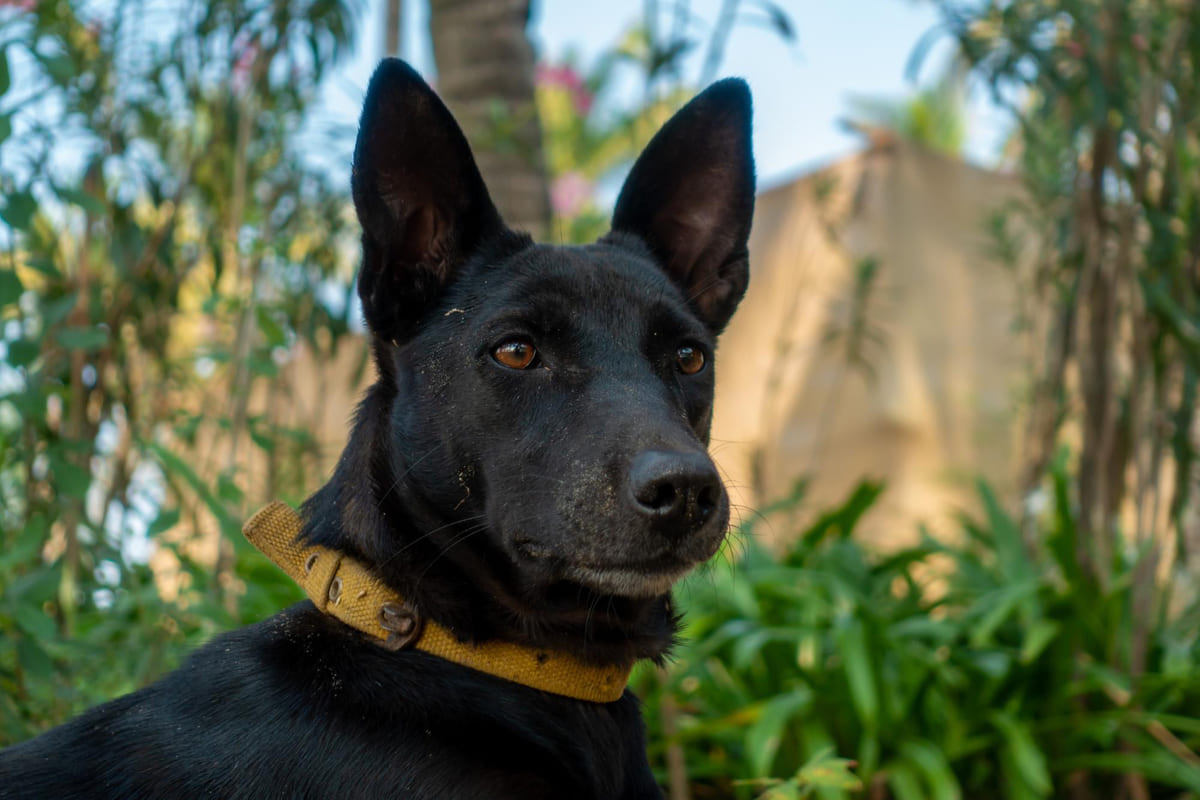 Belçika Çoban Köpeği